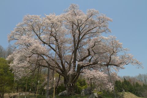 IMG_8918_R4832koshidai.jpg